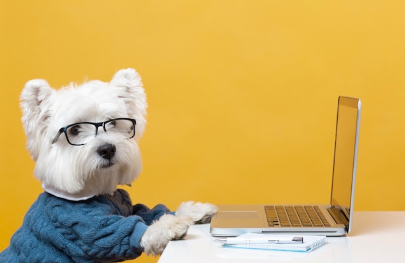 Como Casas Inteligentes podem reduzir a ansiedade do seu pet