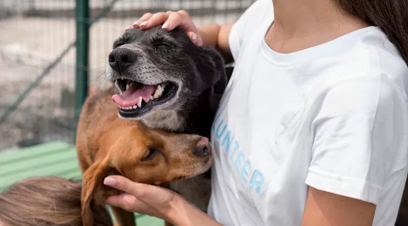 Belém torna mais rigorosa a lei contra maus-tratos a animais