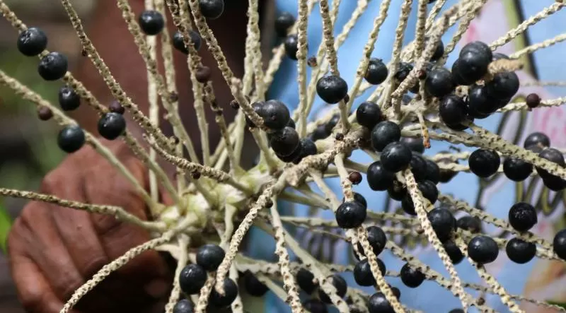 Estudo revela que Pará detém 93,8% do valor da produção nacional de açaí