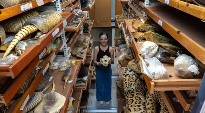 Museu Emílio Goeldi abriga uma das maiores coleções de mamíferos da América do Sul em Belém