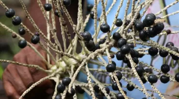 Estudo revela que Pará detém 93,8% do valor da produção nacional de açaí