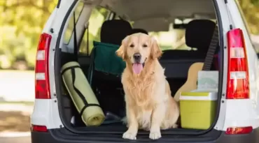 Viagem com pets: saiba o que fazer para garantir uma experiência segura 