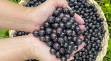 Açaí no Havaí? Conheça a fazenda que cultiva o fruto amazônico nos Estados Unidos
