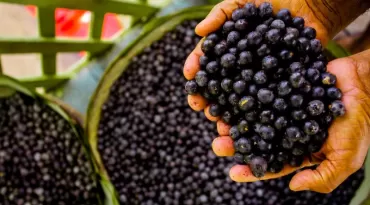 Açaí movimenta R$ 1,1 bilhão no Brasil e cresce 20% em um ano; veja os dados