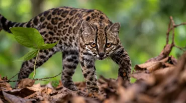 Nova espécie de gato é identificada na Bolívia pela primeira vez em mais de um século